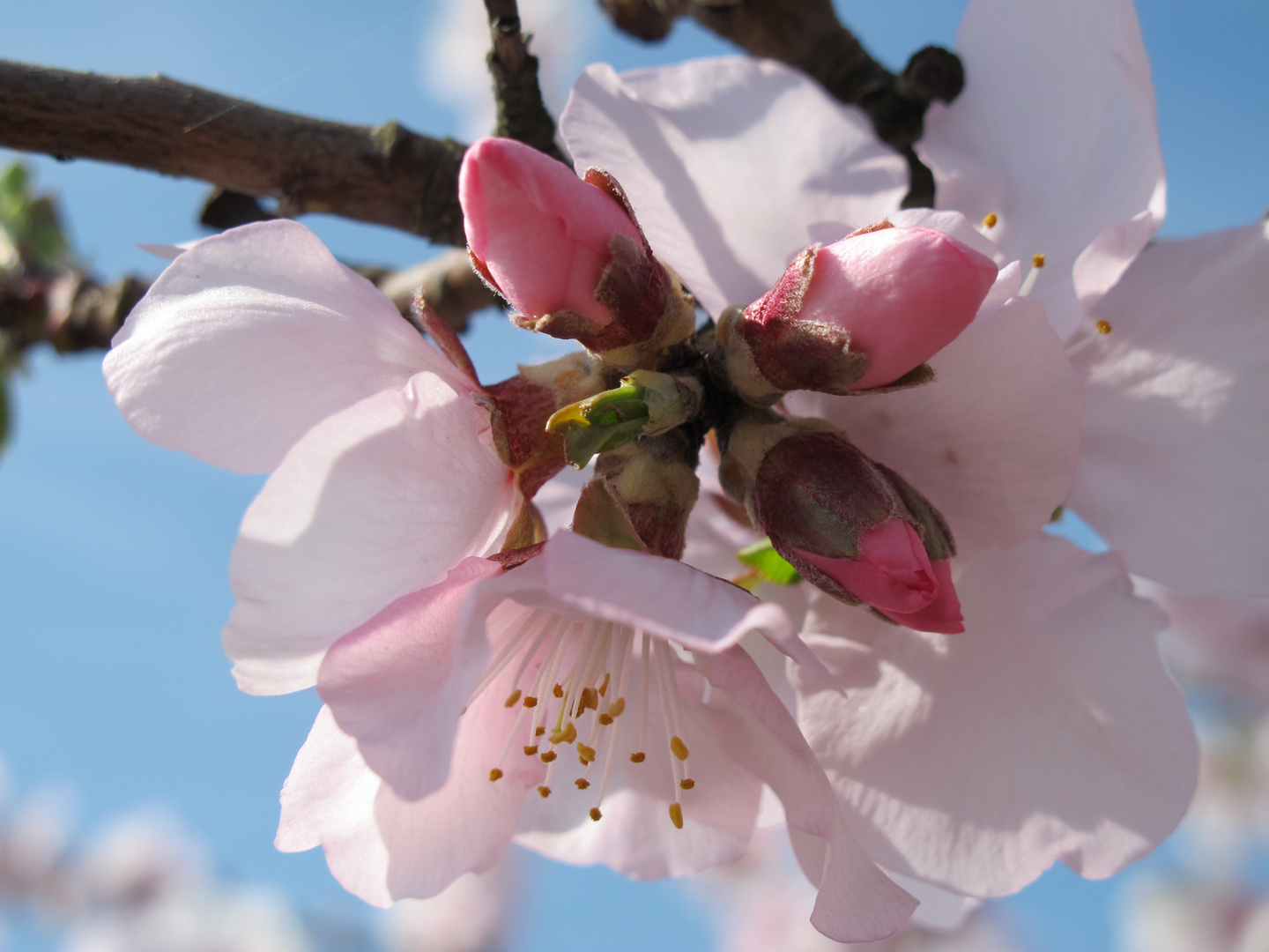 MANDELBLÜTE AN DER WEINSTRASSE