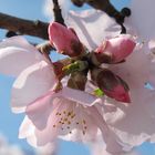 MANDELBLÜTE AN DER WEINSTRASSE