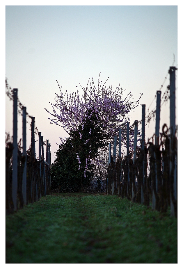 Mandelblüte an der Weinstraße