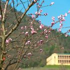 Mandelblüte an der Weinstrasse