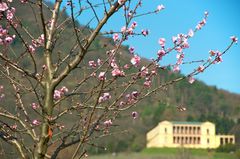 Mandelblüte an der Weinstrasse