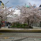 Mandelblüte auf dem Rosenhof (2)