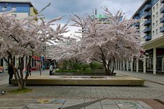 Mandelblüte auf dem Rosenhof (2)