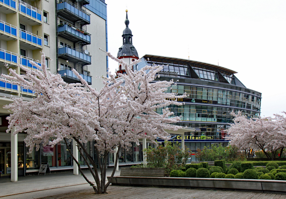 Mandelblüte auf dem Rosenhof (3)