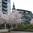 Mandelblüte auf dem Rosenhof (3)