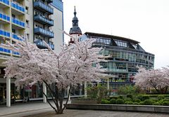 Mandelblüte auf dem Rosenhof (3)