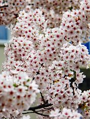 Mandelblüte auf dem Rosenhof (5)