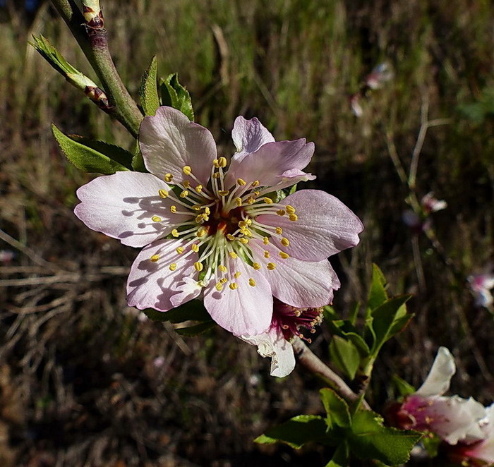 Mandelblüte auf GC als "Mittwochs-Plümchen" und Frühlingsgruß