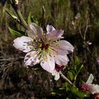 Mandelblüte auf GC als "Mittwochs-Plümchen" und Frühlingsgruß