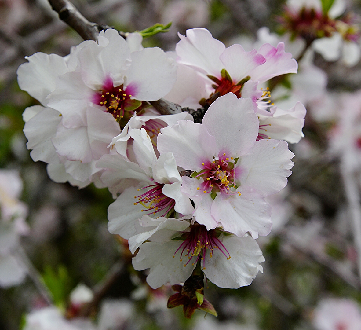 Mandelblüte auf Gran Canaria