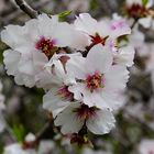 Mandelblüte auf Gran Canaria