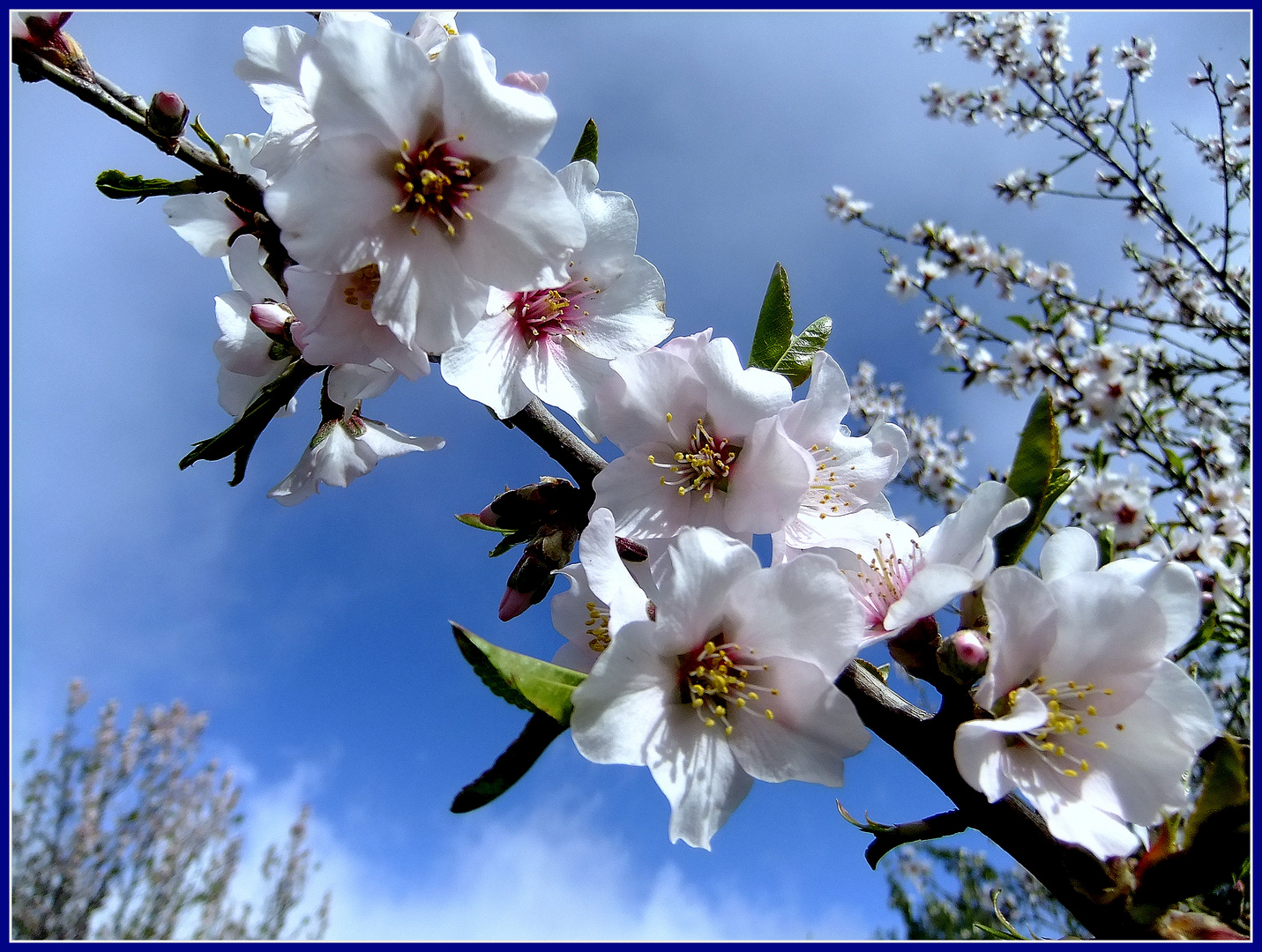 Mandelblüte auf Gran Canaria