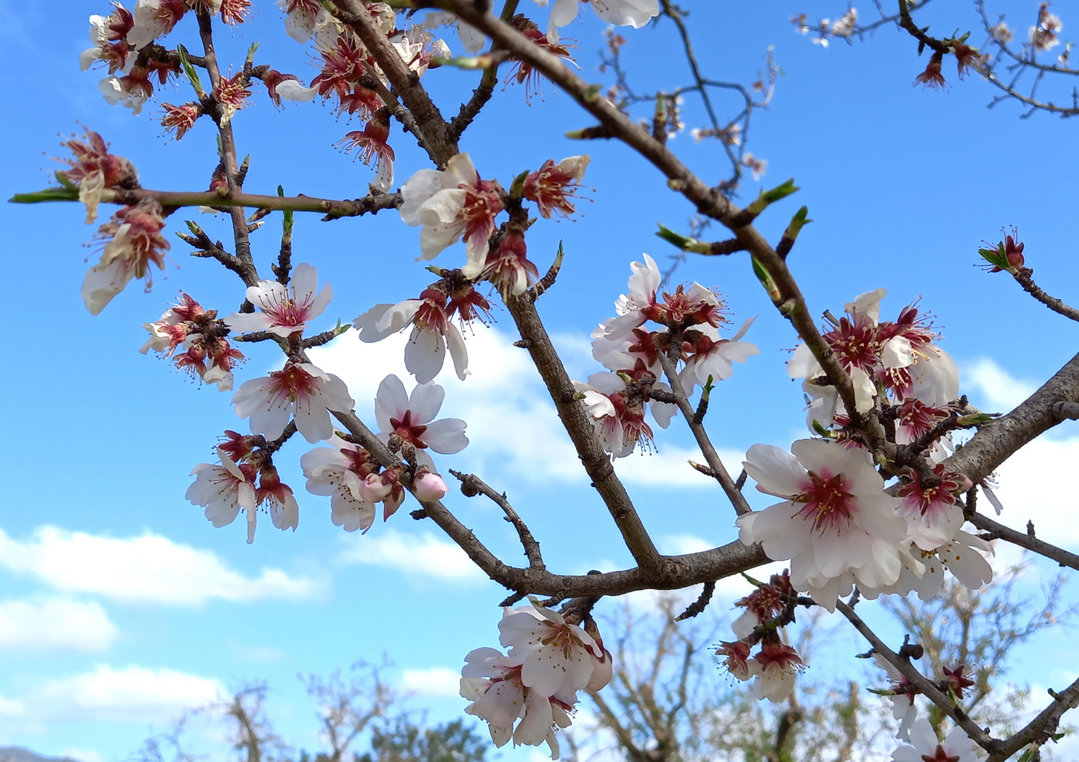 Mandelblüte auf Malle