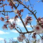 Mandelblüte auf Malle