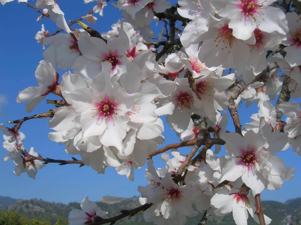 Mandelblüte auf  Malle