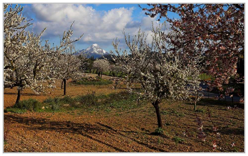 Mandelblüte auf Mallorca #1