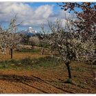 Mandelblüte auf Mallorca #1