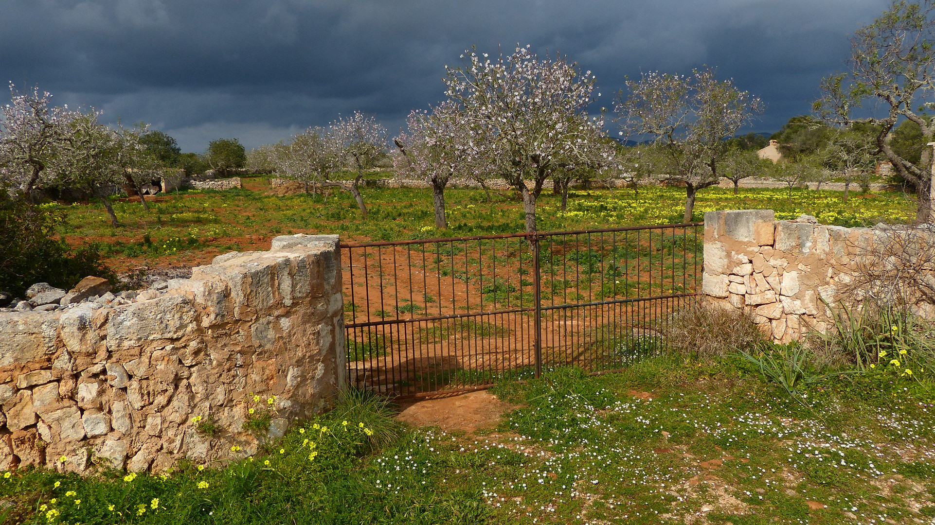 Mandelblüte auf Mallorca