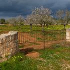 Mandelblüte auf Mallorca