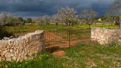 Mandelblüte auf Mallorca