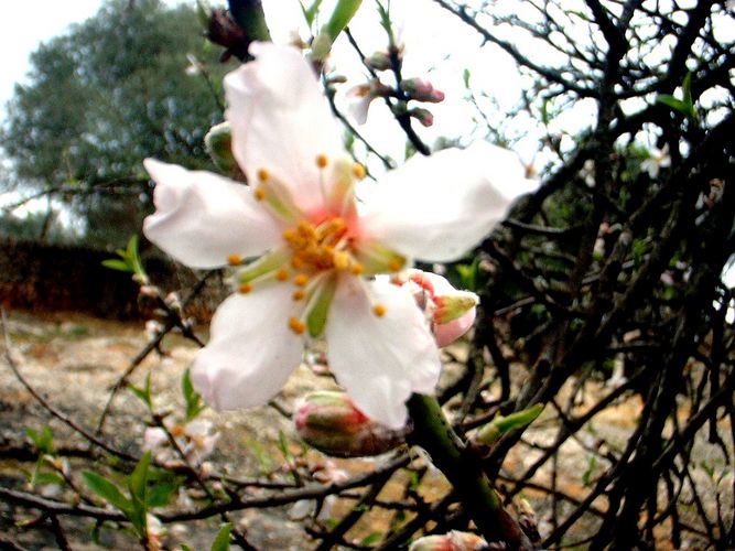 mandelblüte auf mallorca