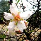 mandelblüte auf mallorca