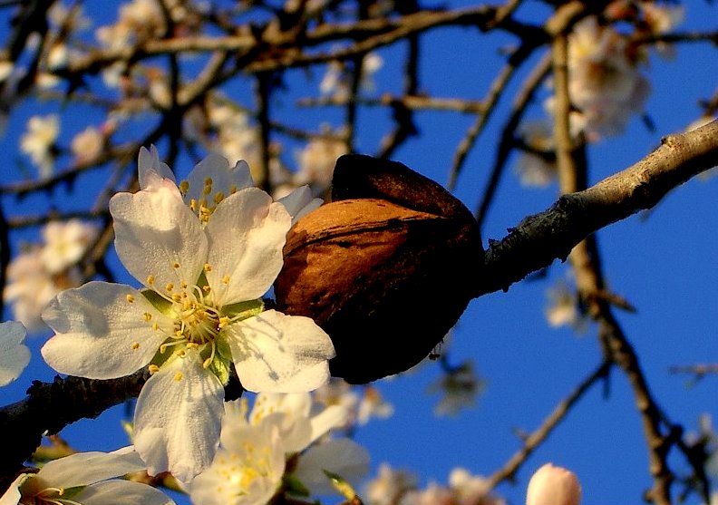 Mandelblüte auf Mallorca