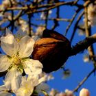 Mandelblüte auf Mallorca