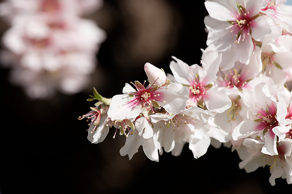 Mandelblüte auf Mallorca