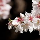 Mandelblüte auf Mallorca