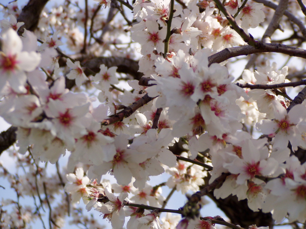 MANDELBLÜTE AUF MALLORCA