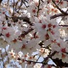 MANDELBLÜTE AUF MALLORCA