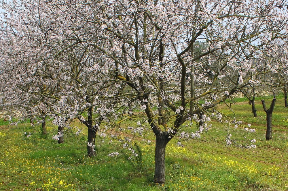 Mandelblüte auf Mallorca 2013