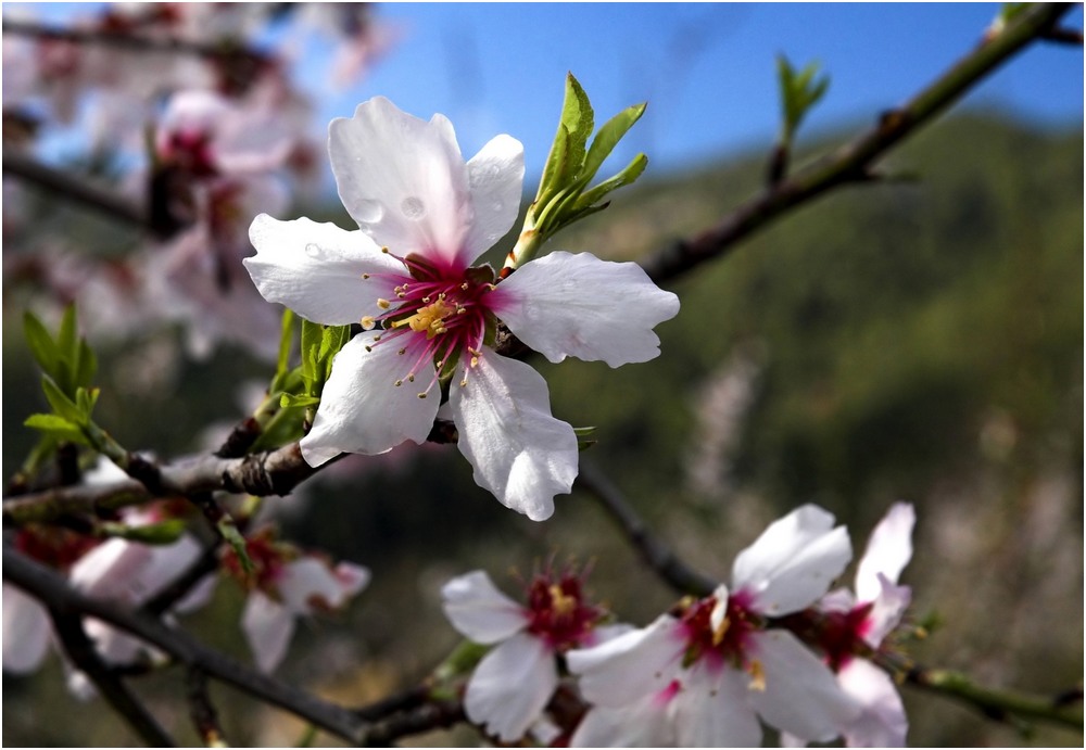 Mandelblüte auf Mallorca