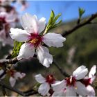 Mandelblüte auf Mallorca