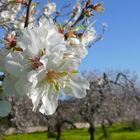 Mandelblüte auf Mallorca