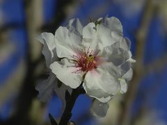 Mandelblüte auf Mallorca