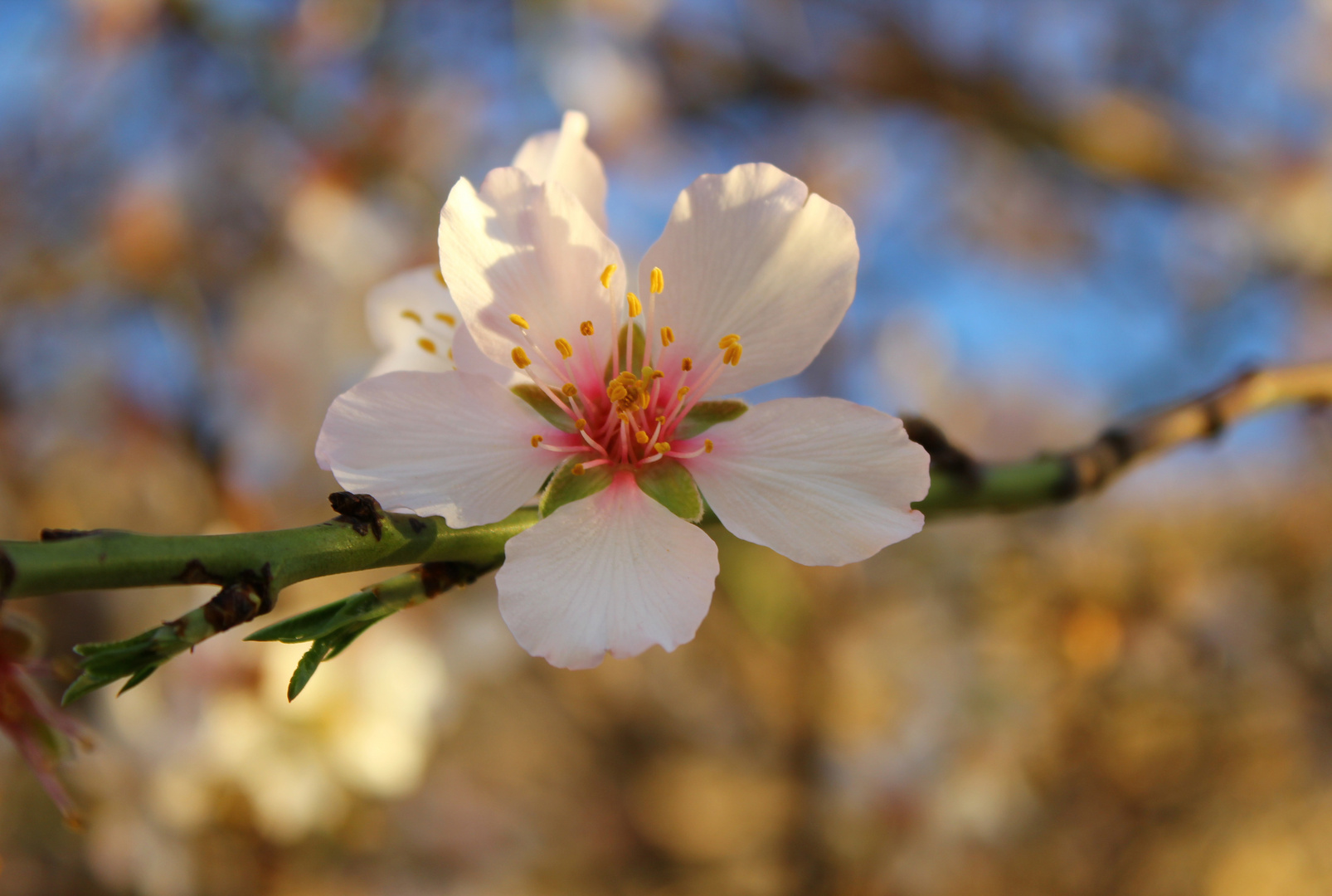 Mandelblüte auf Mallorca