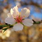 Mandelblüte auf Mallorca