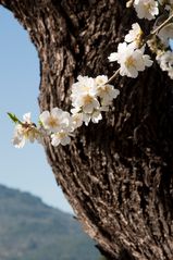 Mandelblüte auf Mallorca