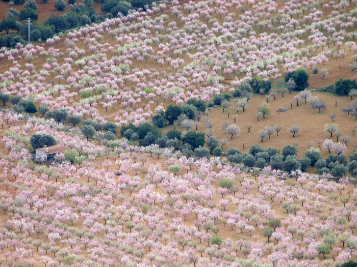 Mandelblüte auf Mallorca