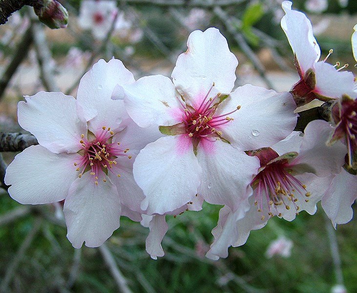 Mandelblüte auf Mallorca