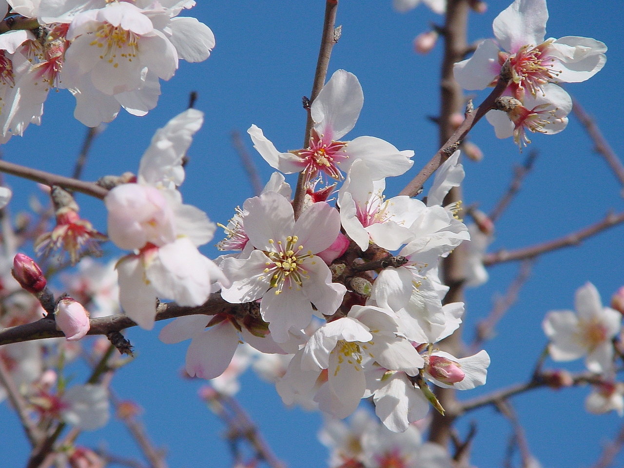 Mandelblüte auf Mallorca