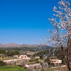 Mandelblüte auf Mallorca