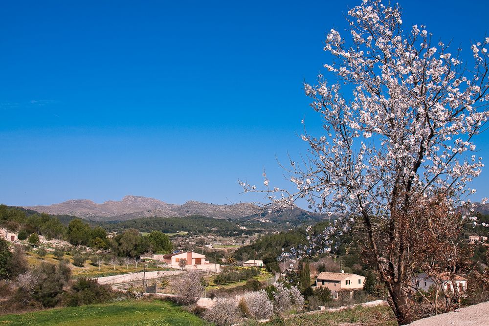 Mandelblüte auf Mallorca