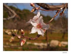 Mandelblüte auf Mallorca