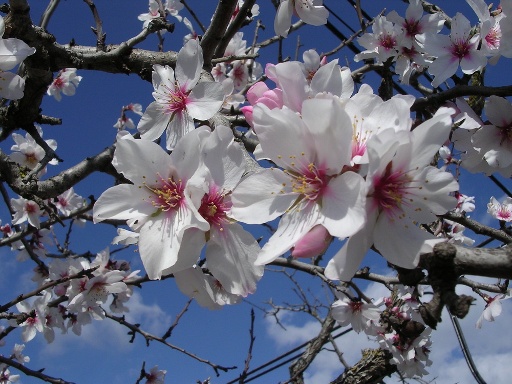 Mandelblüte auf Mallorca