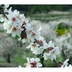 Mandelblüte auf Mallorca