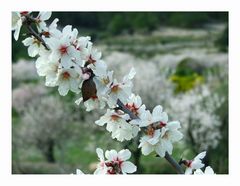 Mandelblüte auf Mallorca