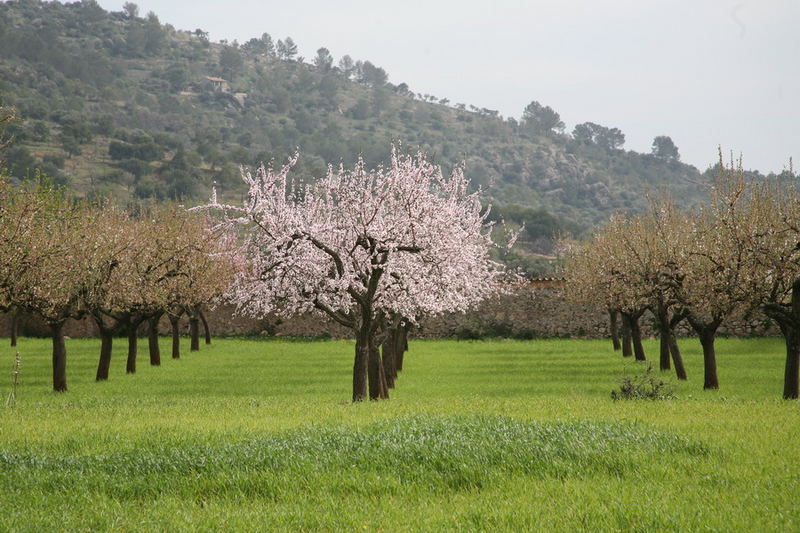 Mandelblüte auf Mallorca !!